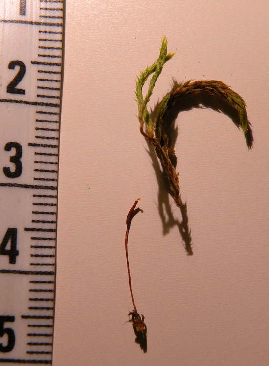 Muschio su salice - Leucodon sciuroides